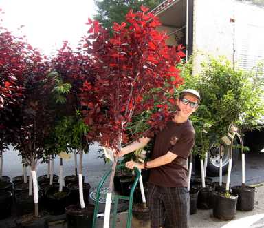 A tree adoption event grows in Forest Hills park