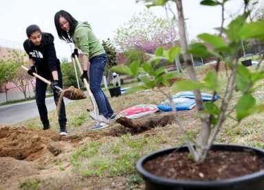 High school students help to green SE Queens