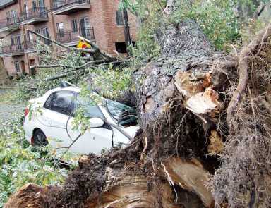 Family seeks city assistance as fallen tree looms over house