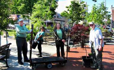 Alliance looks to green Forest Hills with trees
