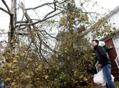 Avella wants downed trees cleared, power restored in Queens