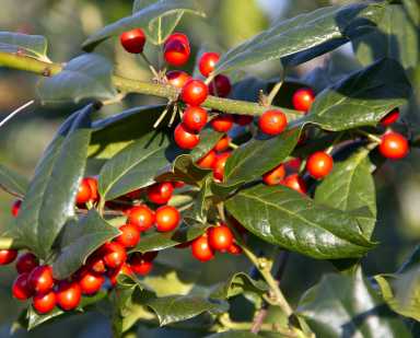 IMG_1789 – Holly for Queens Courier