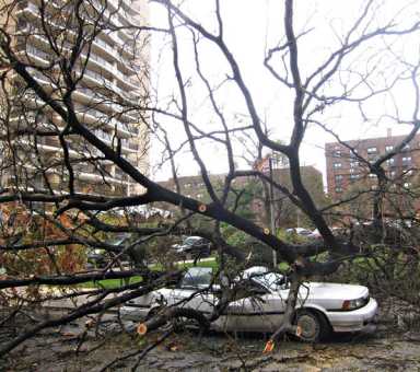 Forest Hills replants storm toppled trees