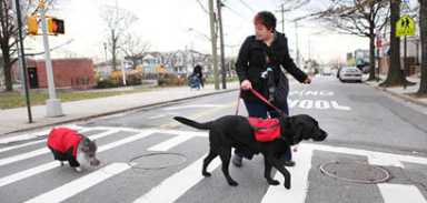College Point veteran trains pet pig for therapeutic role