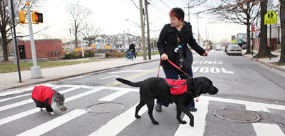 College Point veteran trains pet pig for therapeutic role