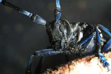 Bayside battles pest problem
