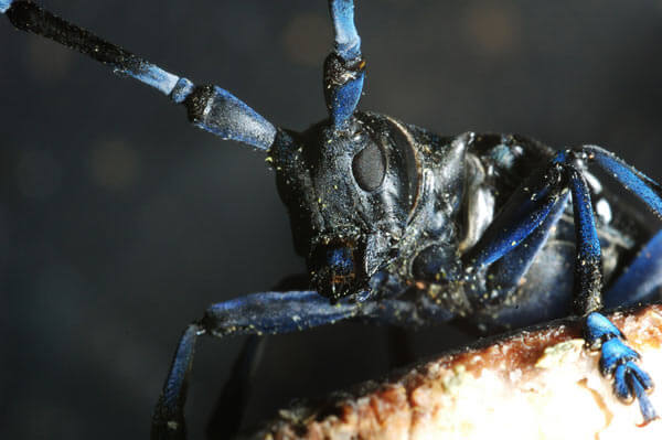 Bayside battles pest problem