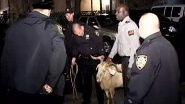 goat video