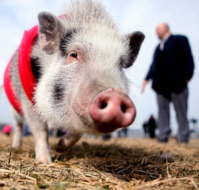 Avella hopes to stymie pig eviction