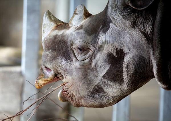 Man charged with smuggling rhino-horn cups out of U.S.: Post