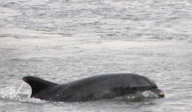 Dolphin seen swimming near Astoria