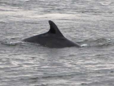 Bottle-nose dolphin makes short visit to Astoria