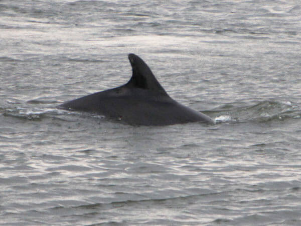 Bottle-nose dolphin makes short visit to Astoria
