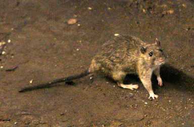 Subway stations cleaner with fewer rats: Straphangers
