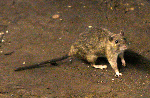 Subway stations cleaner with fewer rats: Straphangers