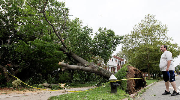 City policies stand in way of tree maintenance