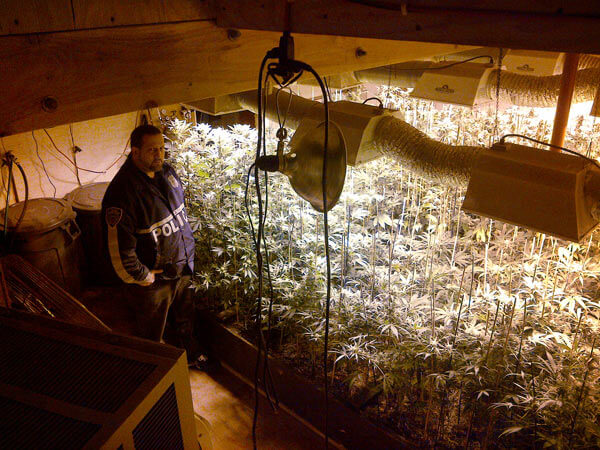 Police find marijuana plants in LIC building