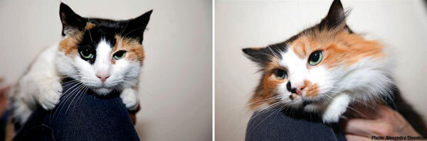 SIX MONTHS LATER: Sandy’s small victims still searching for homes