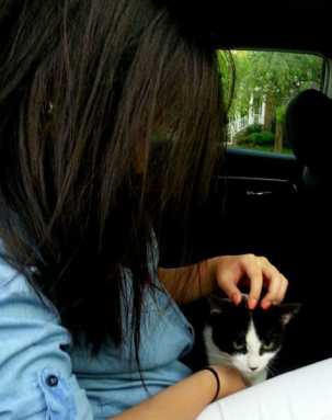 Stranded cat reunited with owner in Bayside