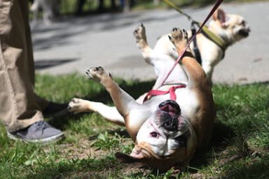 Pets on parade at Alley Pond