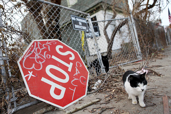 Ozone Park cat killer faces 2 years for animal cruelty