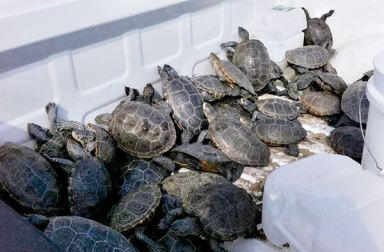 JFK barrier to keep turtles off the tarmac