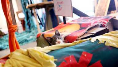 Mini city built for kittens promotes adoption [With Video]