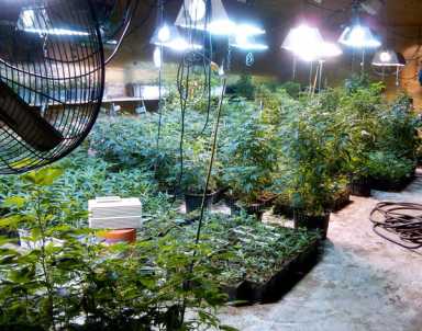 Mom ran grow Maspeth factory: DEA