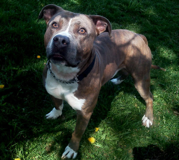 Astoria GI seeks home for his beloved pitbull