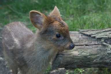 _Julie Larsen Maher 2083 Southern Pudu QZ 06 29 13