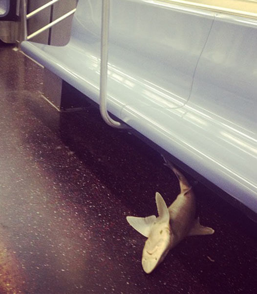 Dead shark found on N train