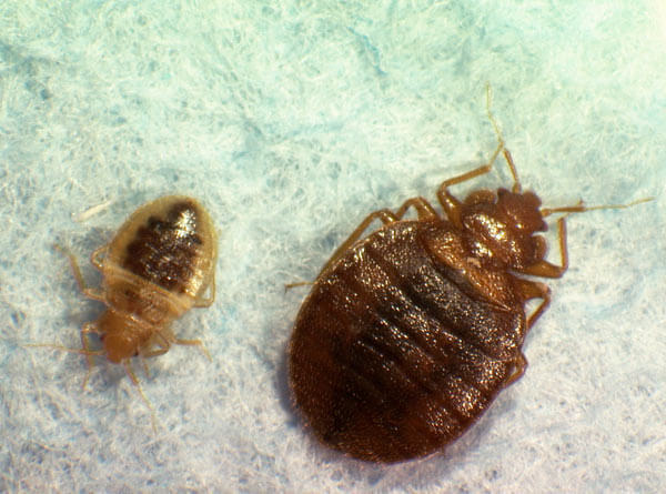 Department of Health fights bedbugs in LIC headquarters