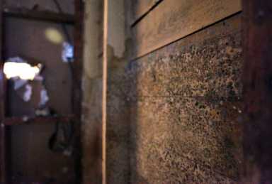 Hold landlords responsible for  unsafe mold conditions: Ulrich