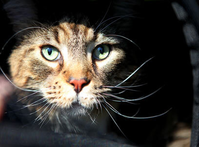 Prayer for Pets