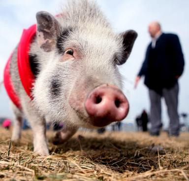 Whitestone co-op sues to evict pet pig