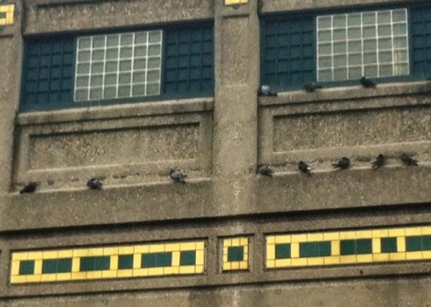 pigeons2