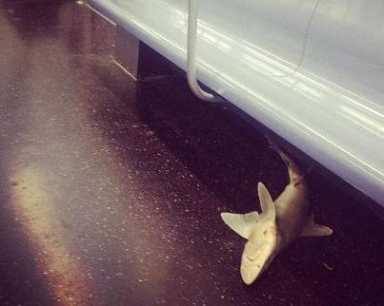 shark