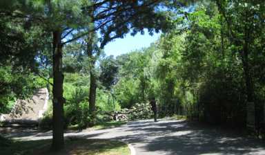 Pregnant woman killed by fallen Kissena Park tree