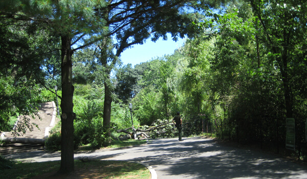 Pregnant woman killed by fallen Kissena Park tree