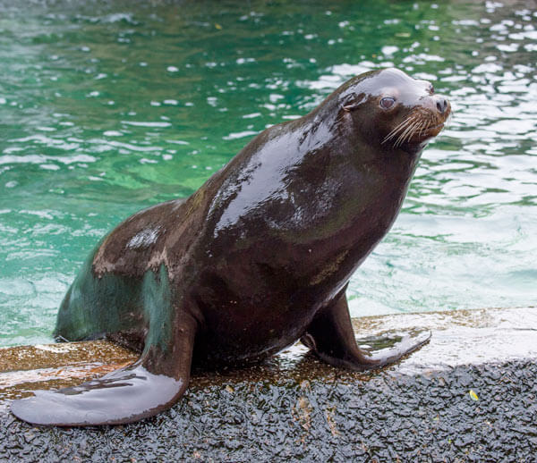 Sea lions find new home at Queens Zoo