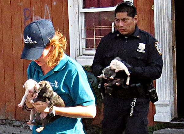 Couple charged with child, animal abuse