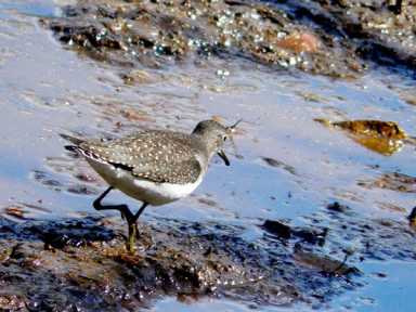 Jamaica Bay birds get ready for winter journey south