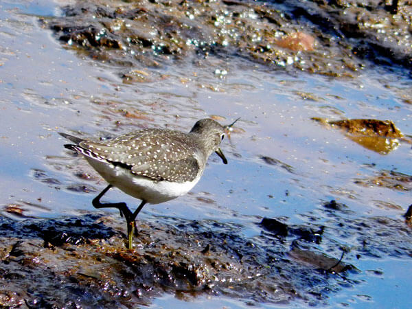 Jamaica Bay birds get ready for winter journey south