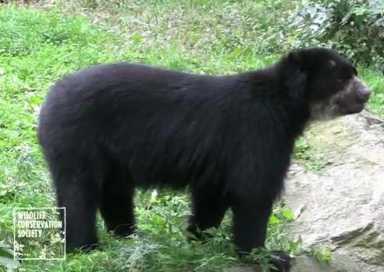 bear