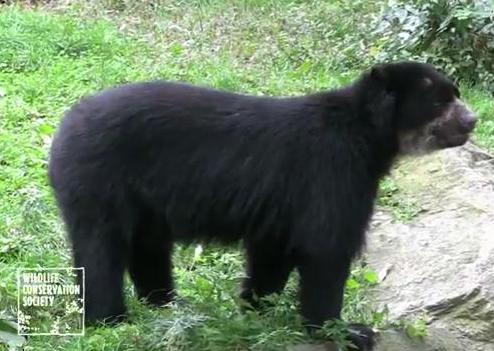 bear