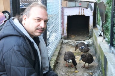 After Thanksgiving Frank Garet will donate the ducks that he rescued last year.
