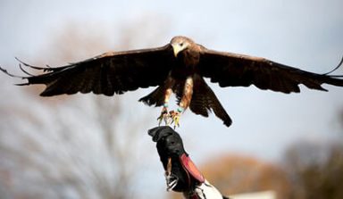 Birds of prey flock to farm