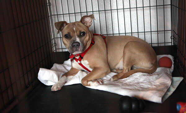 Animal shelter finds new Glendale home