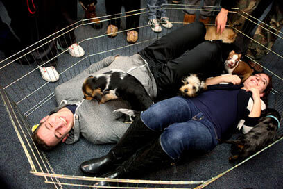 Pups soothe exam takers