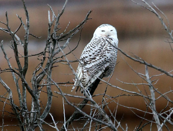 PA says it will no longer shoot airport owls